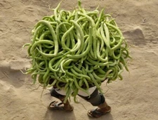 500 Seeds Armenian Yard Long Snake Cucumber Seeds Dua Chuot Dua Leo Rắn Metki