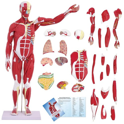 #ad DSFGFRR Human Anatomy Muscle Model 27 Part 1 2 Life Size 33” Human Muscle $380.00