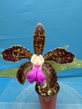Cattleya Mrs Mahler  Cane Toad  AM X  Extraordinaire  Orchid Bloom Size 4  Pot