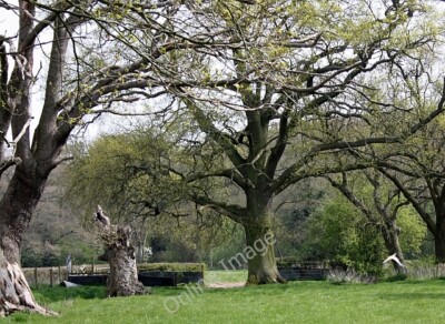 Foto 6x4 Fasane im Flug Hardwick grün unbemerkt bis wir almo c2010 waren