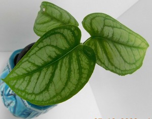 Monstera Siltepecana El Salvador Rare Collectors Aroid Variegated Type Ebay