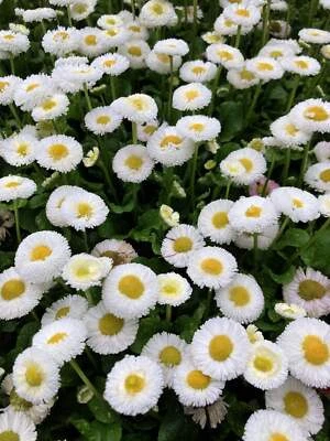 SEEDVILLE USA 500 Dwarf WHITE ENGLISH DAISY Bellis Perennis Flower Seeds