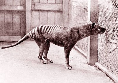 Exinct Animal The Tasmanian Tiger C1930S No 4 Old Photo