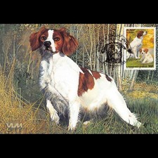 Carte Maximum - N° 3286 - Les chiens - Epagneul Breton