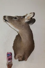 Yearling Whitetail Deer Head Shoulder Mount Taxidermy Cape Shed Antler Hunt Mule