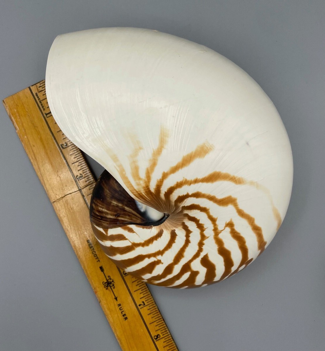 ●BIG SHELL Nautilus 7