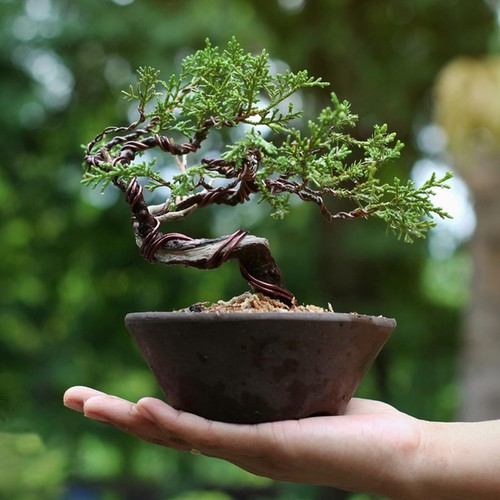 Bonsai Wire 5 Roll Anodized Aluminum Bonsai Tree Wire 78.7FT Total 5 Sizes - ... - Picture 5 of 7