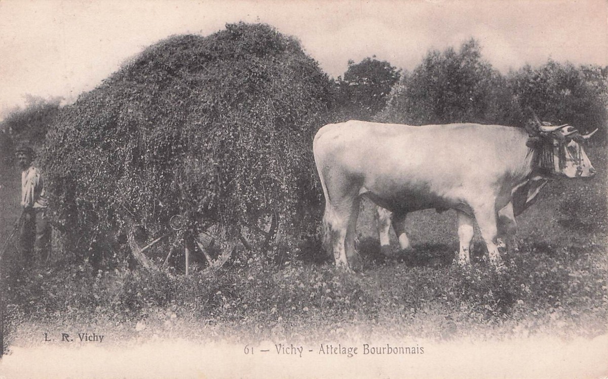 Carte Postale Photo Ancienne - Attelage De Bœufs à Rütschdorf, Vers 1920 (Original)