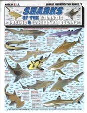 Sharks Fish Identification #2 - Quick Reference Guide
