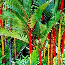 Cyrtostachys renda See ds, Red Sealing Wax Lipstick Palm Tree