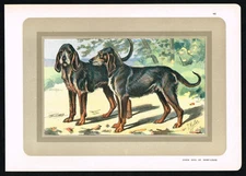 Chien Gris de Saint-Louis – Antique French Hound Dog Print c1900