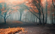 Landscape fall trees forest nature fallen leaves mist Custom Gaming Mat Desk