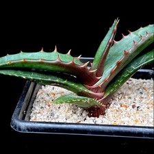 Aloe Cameronii 'Red Aloe Vera' succulent houseplant in 7 cm pot