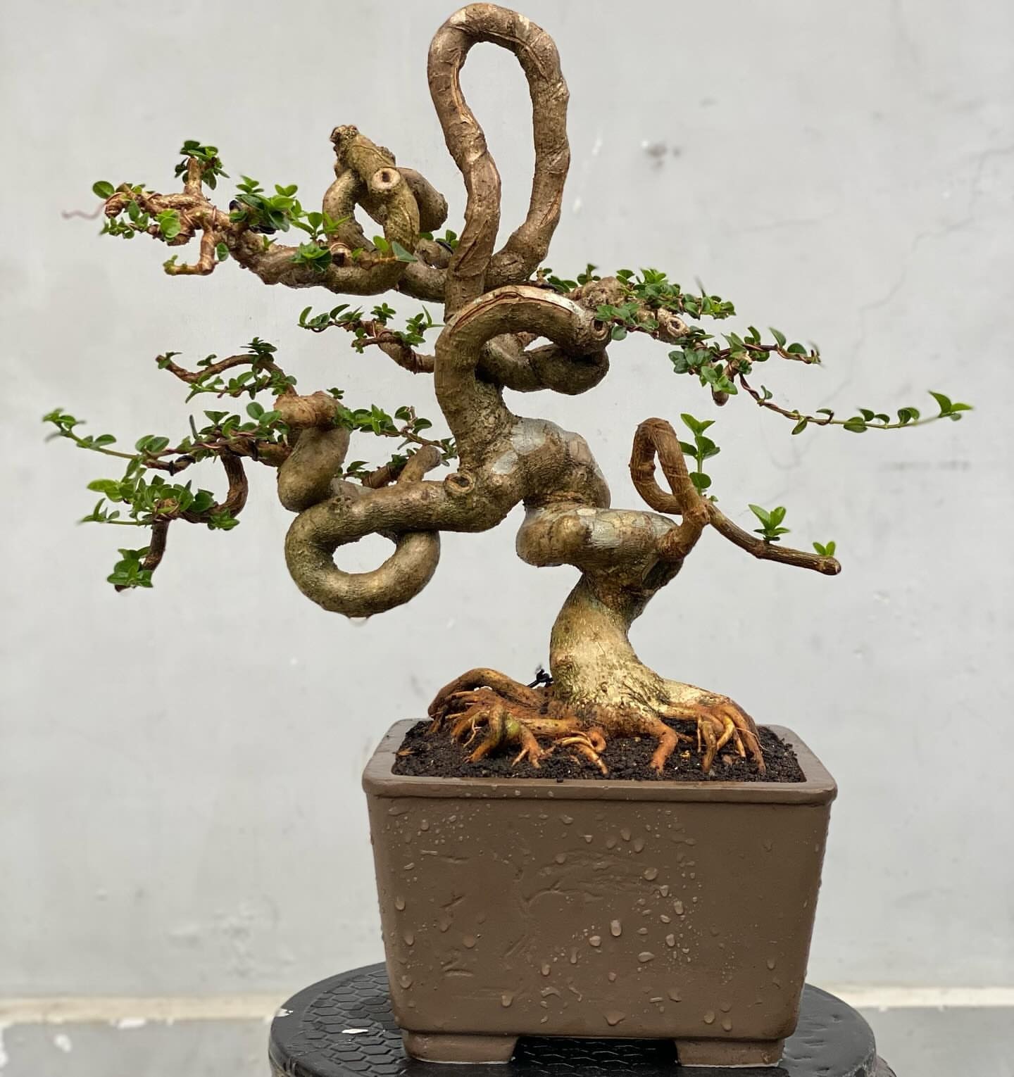 Premna Microphylla Bonsai Tree with Extreme Character and Aged Appeal