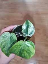 Philodendron Hederaceum variegata Jungpflanze 