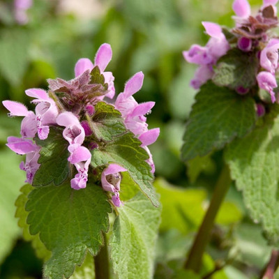 Palm Beach Medicinal Herbs - Purple Dead-Nettle (Lamium Purpureum) - Packet of 5