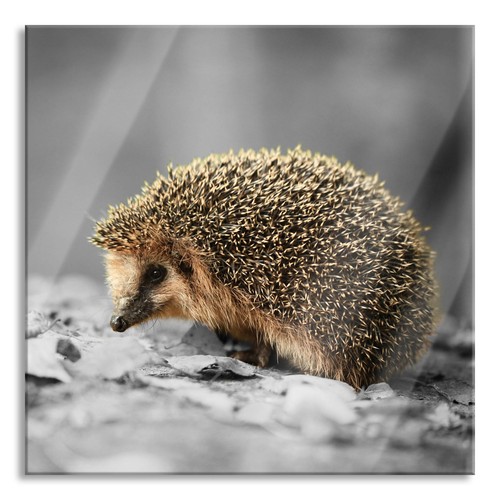 kleiner süßer Igel im Laub Glasbild Quadratisch aus Echtglas, mit ... kleiner süßer Igel im Laub Glasbild Quadratisch aus Echtglas, mit ...