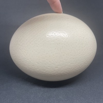 Genuine Ostrich Egg Shell Large 6'' Hollow Blown Out Drilled Hole Decor Craft