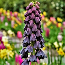 Easy to Grow Fritillaria Persica Plum Bells 1 Plant Bulb, Spring Sun Zones 5-8