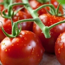 Piccolo Red Cherry Tomato Italian Sweet High Yield | 100 - 500 Seeds | Free Post