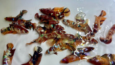 FANCY KOI Multi Orange Halfmoon Tropical FEMALE Live Betta Fish High Quality #1