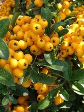 Pyracantha Soliel D'or Evergreen Shrub 5-6ft Extra Large By Direct