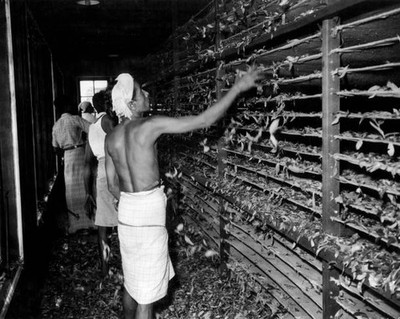At a Ceylon factory tea leaves spread out on hessian trays OLD PHOTO