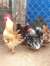 10  Fertile Serama Chicken Hatching Eggs