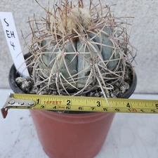 Small Devils's Head Cactus Echinocactus Horizonthalonius