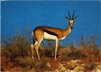 CPM AK Springbok SOUTH AFRICA (1264189)