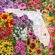 Northern Florida Bulk Perennial Wildflower Mix 1lb Covers 2,000sq-ft - Attrac... 42.67 per gallon