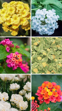Lantana Assorted Rooted Starter Plant Bundle Live House Plants BUY 2 GET 1 FREE