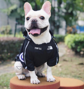 xl french bulldog