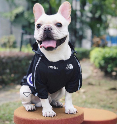hund windjacke kleidung french bulldog sport retro kapuzenpullover haustier xl ebay