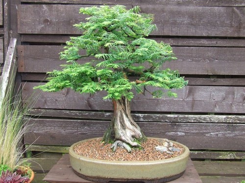 Dawn Redwood seedling (Metasequoia glyptostroboides) - Parkland - Bonsai - 30cm - Picture 15 of 20