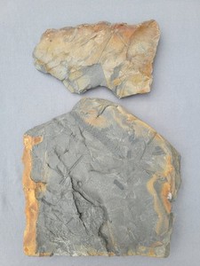 Tons Of Ferns With Calamite Fossils AMAZING DETAIL 