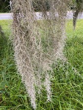 Fresh Florida Live Spanish Moss 1 Gallon size, Air Plant, Craft