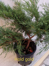 GINEPRO Prebonsai Bonsai HOLD GOLD