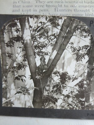 Keystone View Co. Stereoview Photos Baby Robin's Mealtime in Box Elder Tree 
