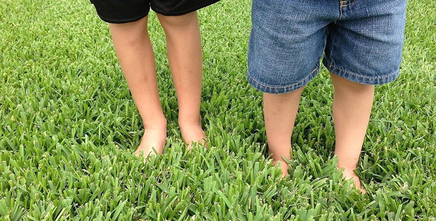 St. Augustine Palmetto Extra Large Grass Plugs Drought, Salt