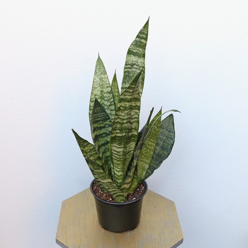 LIVE Sansevieria Robusta, Snake Plant, Rare houseplant in 6" growers pot - Picture 3 of 7