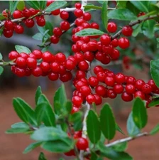 30+ Yaupon Holly Seeds (Ilex vomitoria) USA Native Caffiene Tea Shrub herb 01/25