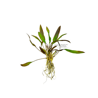 Cryptocoryne Affinis Red | Aquarium Plants Factory 