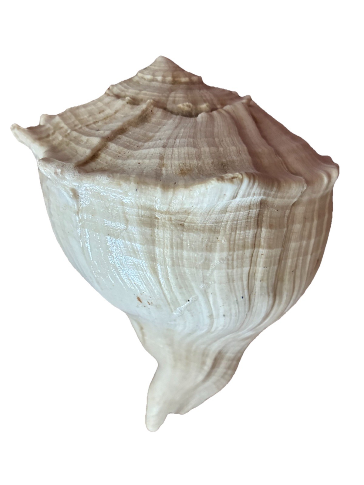 Build A Shell Template Vintage Large 9