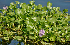Water Hyacinth Eichhornia crassipes 1 Live Floating Aquatic Plant