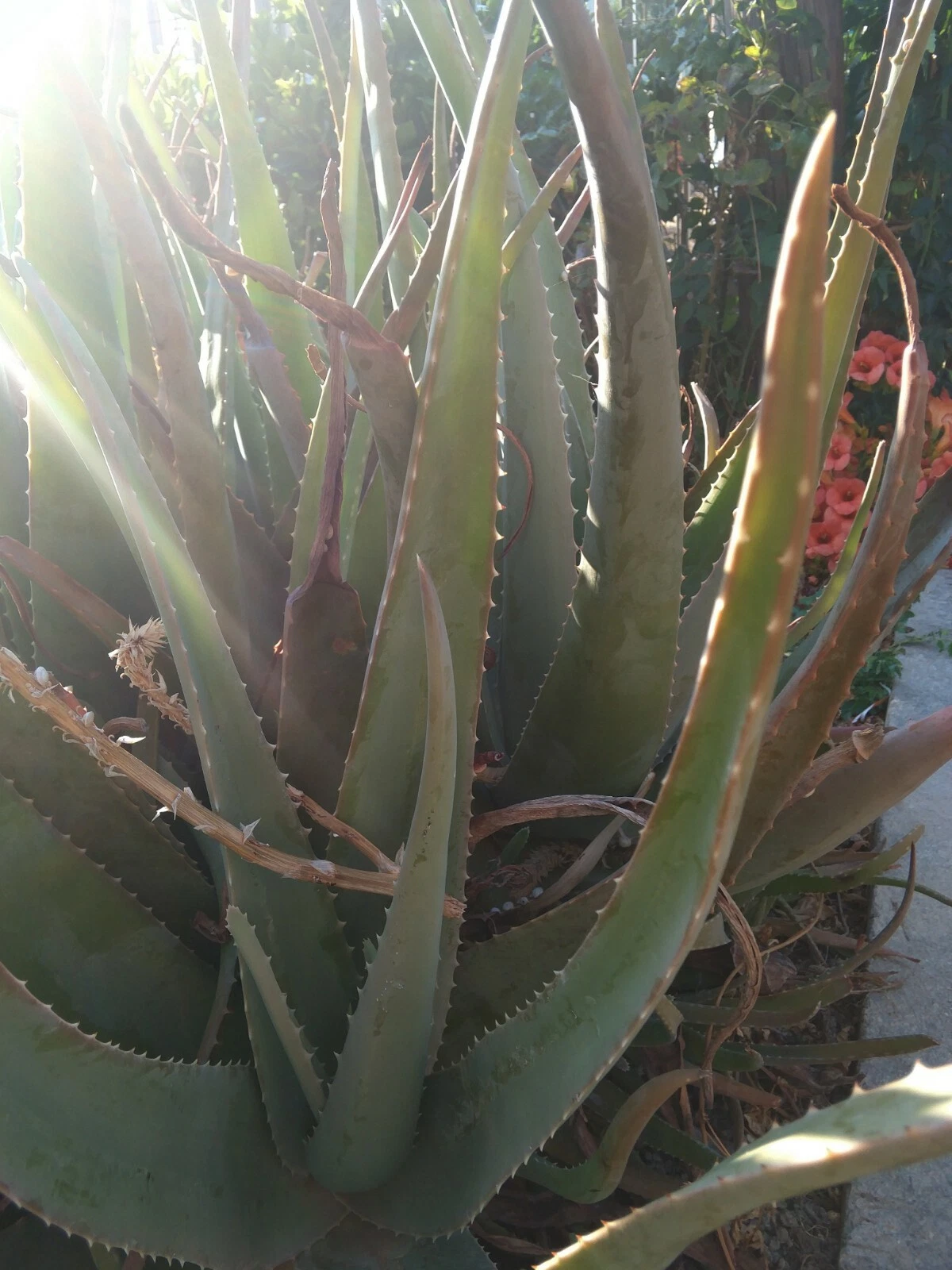 2X Cretan Aloe Vera Barbadensis edible *NON GMO* (plant with roots)
Opens in a new window or tab