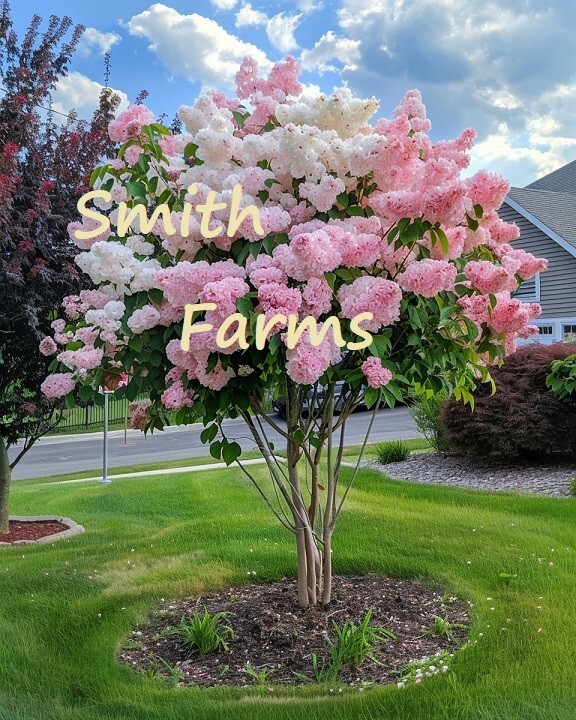 10 Pink & White Hydrangea Tree Seeds (Hydrangea paniculata) for Planting  