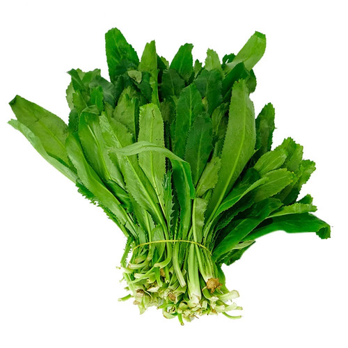 1000+ Fresh Coriander | Culantro | Ngò Gai Seeds NON-GMO, USA Seller