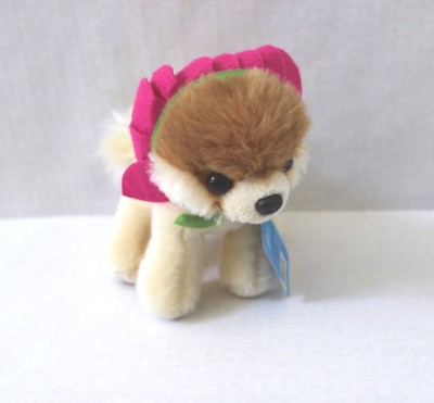 itty bitty boo dog