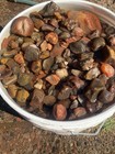 5 gallon bucket of Lake Superior agates top quality!!💎💎 — photo 6